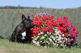 BOULEDOGUE FRANCAIS 126